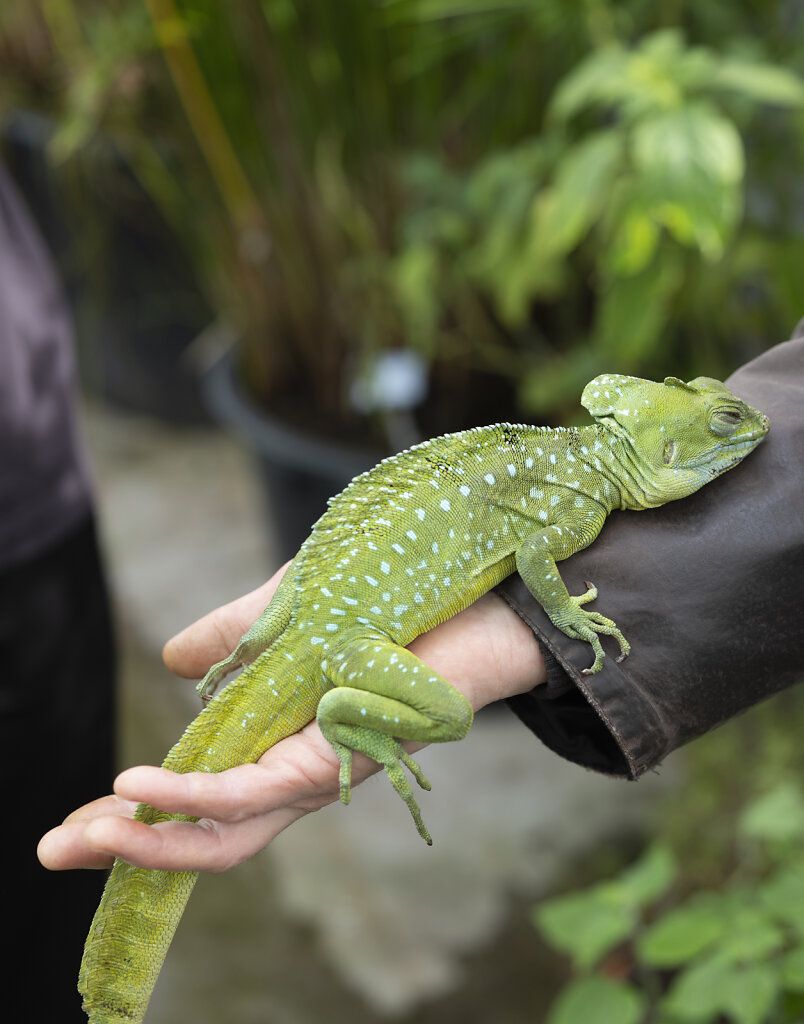 The plumed Basilisk (Basilicus plumifrons), Basel 2022